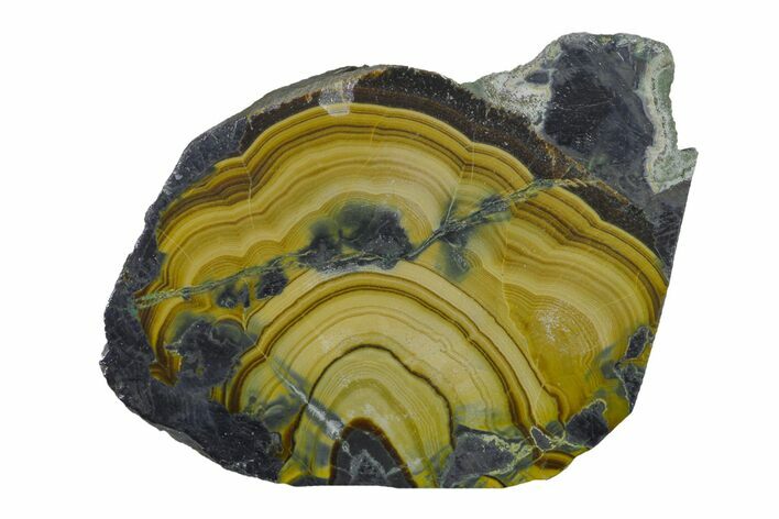 Polished Schalenblende Slice - Poland #154594